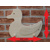 Wooden coat rack for children - duck oiled
